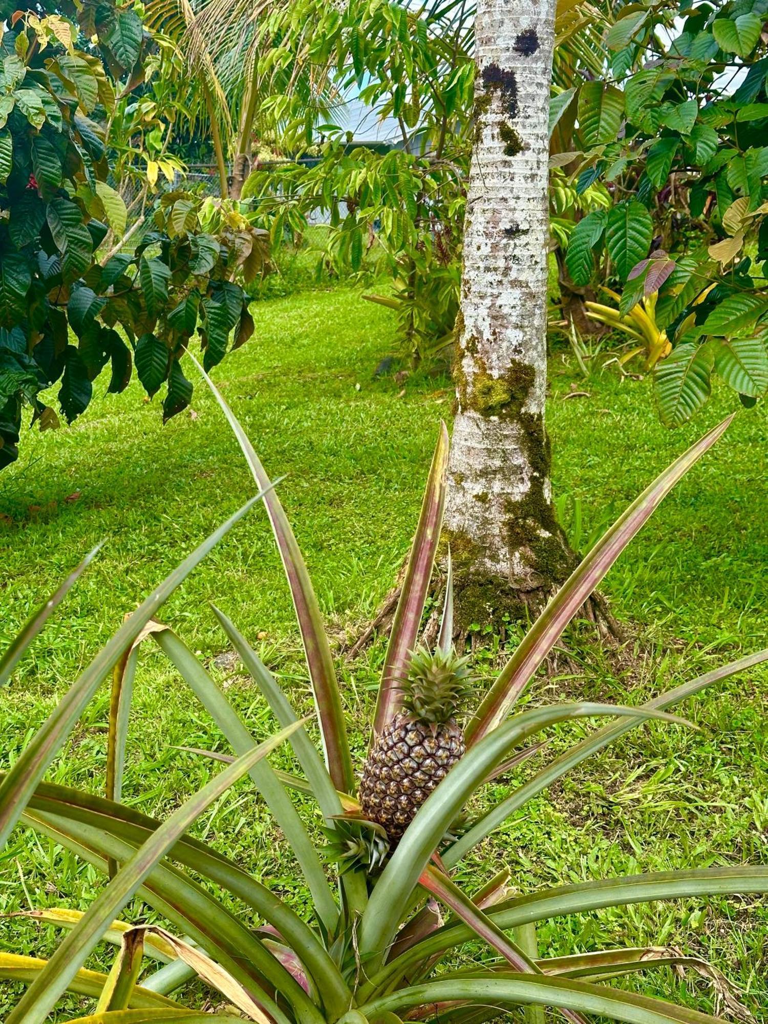 Big Island Getaway Apartment Pahoa ภายนอก รูปภาพ